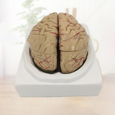 Symulacja Modelu Mózgu Ludzkiego 8-częściowy PVC Naturalnej wielkości Narzędzie Dydaktyczne Anatomii do Klasy