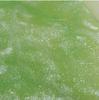 18ml Glass Bottle Color Gold Powder Ink Tonable Non-carbon Vegetable Dye Art Dip Pen Watercolor Painting Creation Toning Ink