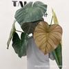 Pothos Leaf Artificial Taro Stem: Large Indoor Decoration for Landscaping and Film Sets