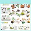Educational 25 Piece Insect Life Cycle Card Set Featuring Beautifully Crafted Pvc Models