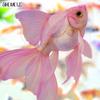 50PCS Cute Animal Beautiful Goldfish Transparent Sticker Book INS DIY Diary Decorative Account Skateboard Graffiti Stickers Pack
