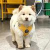 Adjustable Straps Reflective Dog Harness Reflective Design Pet Vest Harness  Outdoor Use