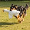 Yousheng Gans Plüsch Hundespielzeug Weiches Stofftier für aggressive Kauer Realistisches Gans Spielzeug Interaktives Hundespielzeug Geschenk für Haustierliebhaber