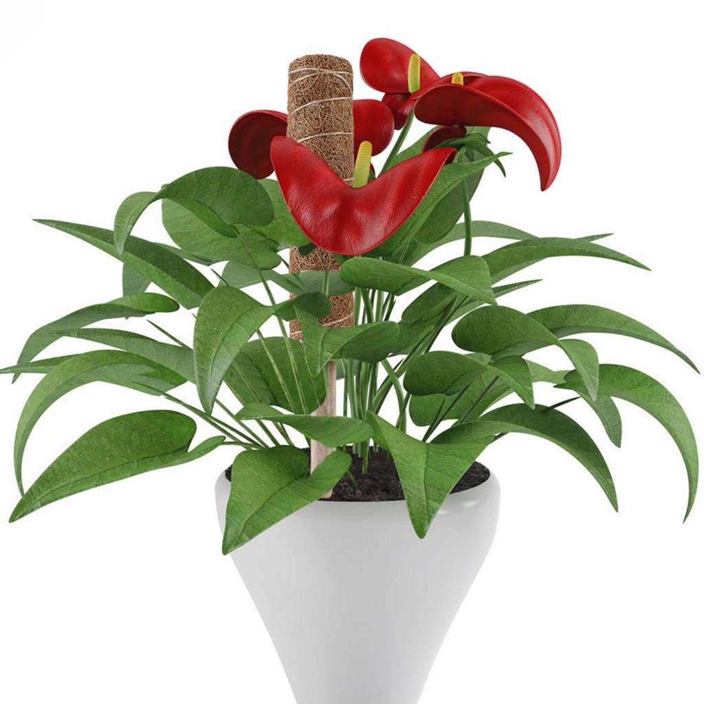 3PCS Plant Climbing Vine Coconut Palm Stick