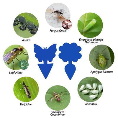 Ekologické lepicí pasti na mouchy a hmyz - Atraktant na bázi ovoce chytá molice, komáry, mšice a další rostlinné škůdce