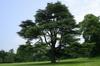 SAFLAX Lebanon Cedar - 20 Seeds - Cedrus Libani