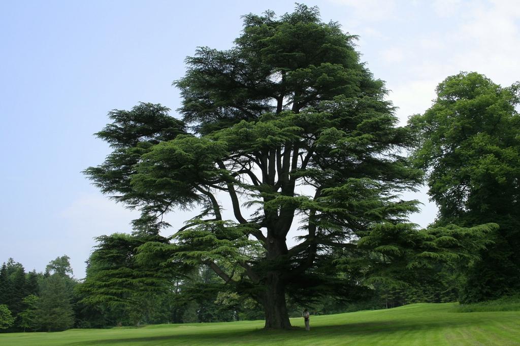 SAFLAX Lebanon Cedar - 20 Seeds - Cedrus Libani