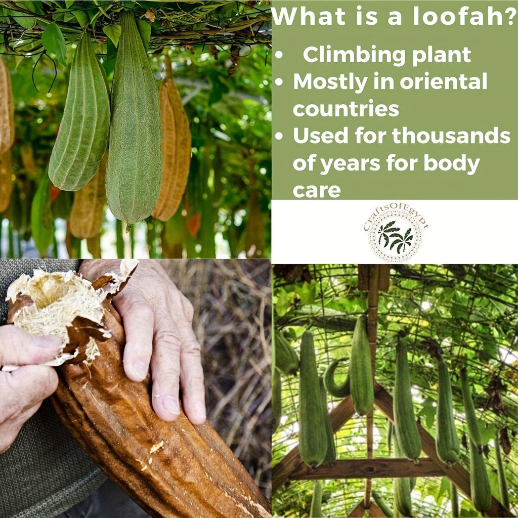 Natural Loofah Sponges Organic Luffa Bath Shower Sponge Exfoliating Body Back Scrubber for Men Women Adults SPA Beauty Bathing D