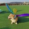 Butterfly Wing for Dog Cat Halloween Costume Festival Dress Up Photo Props Costume Balloon Wing Pretend Playing
