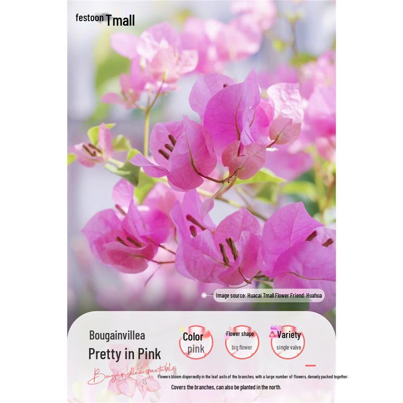 Large Bougainvillea Climbing Plant with Flowers - Indoor/Outdoor Greenery for Balcony and Courtyard