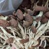 Yuan Qiuxing Dried Tea Tree Mushrooms