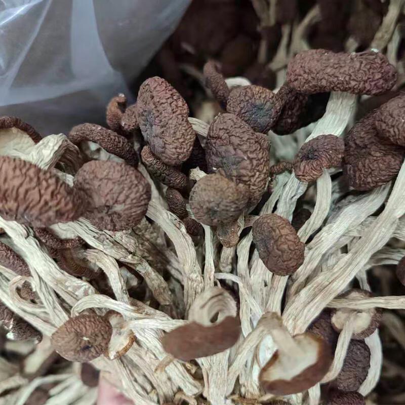 Yuan Qiuxing Dried Tea Tree Mushrooms