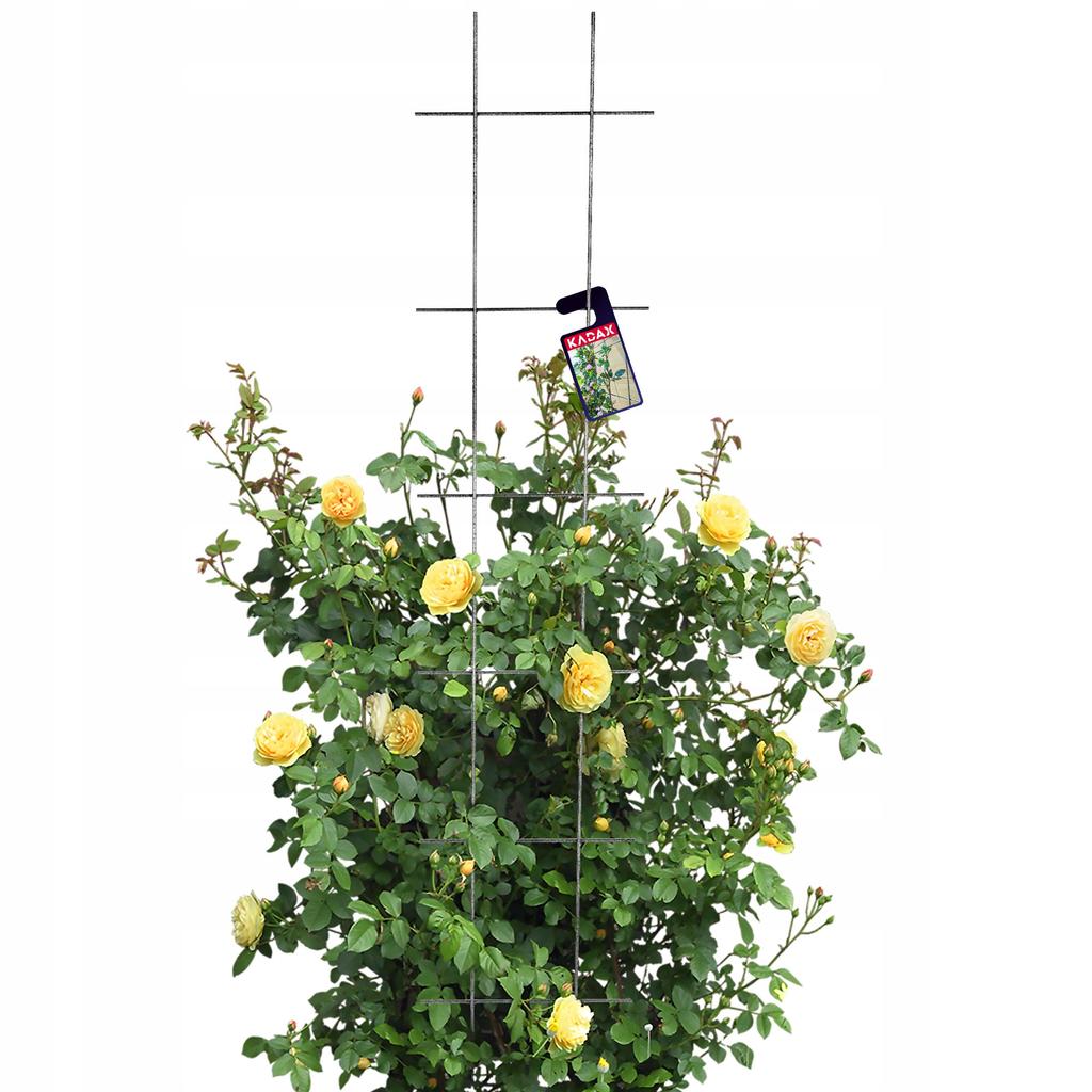 KADAX Krata Ogrodowa Do Roślin Pnących Pergola