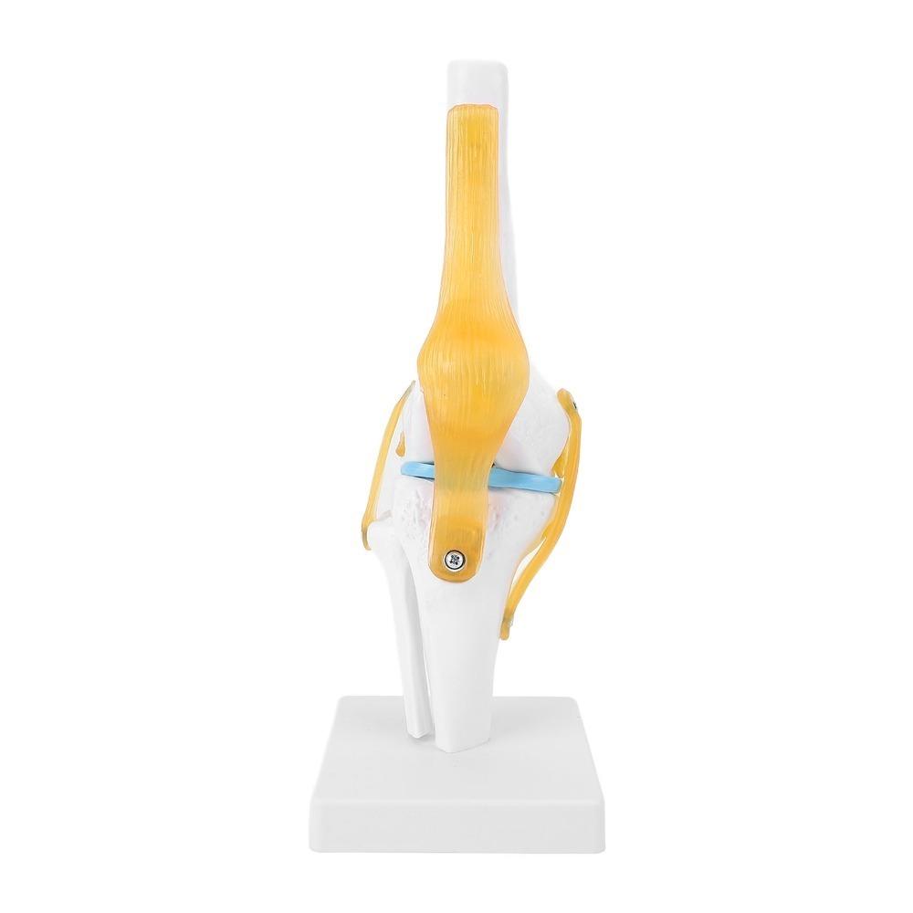PVC Human Knee Joint Model Anatomical Shape Patella Model Anatomy Reference