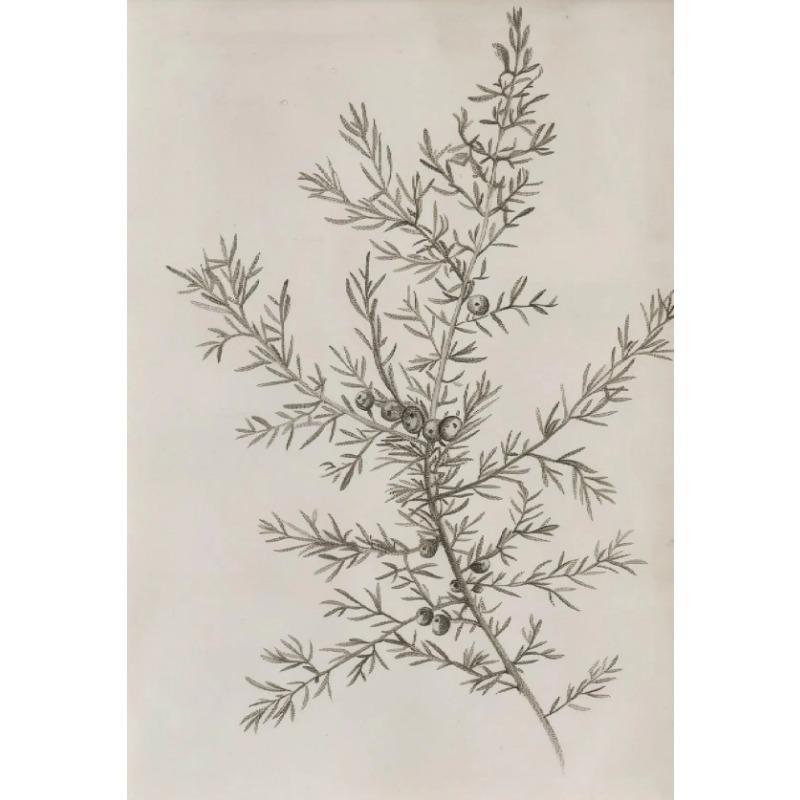 Apple Garlic Daisy Blossom Olive Branch Sketch Poster Print Vintage Botanical Drawing Canvas Painting for  Kitchen Room Decor