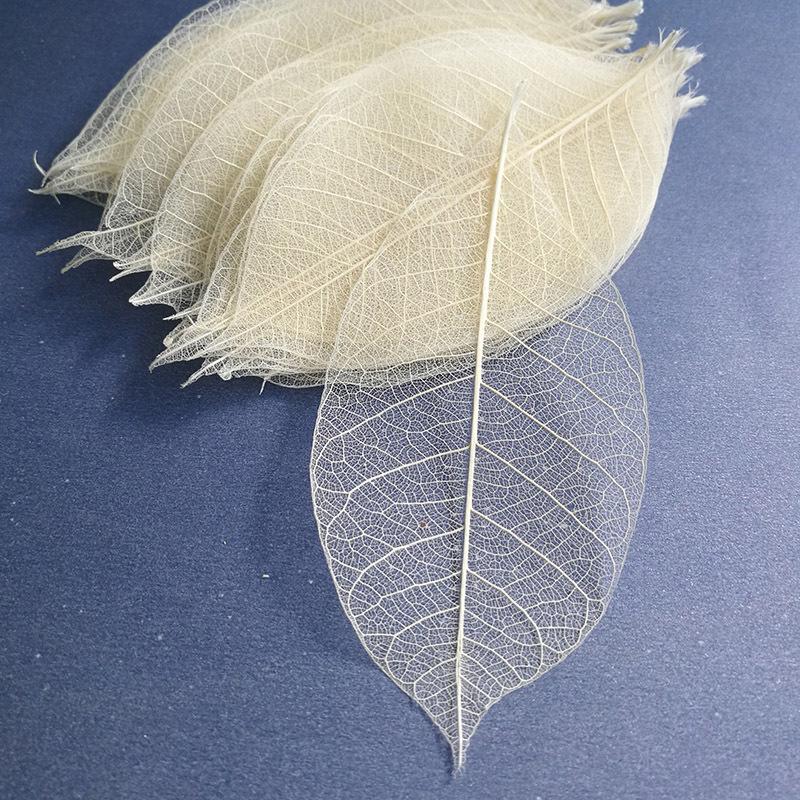 5~9CM*2~3.5CM,10PCS/Set,Real Dried Natural Vajra Leaf ,Pressed Dry Flowers Skeleton Leaves,DIY Wedding Decoration