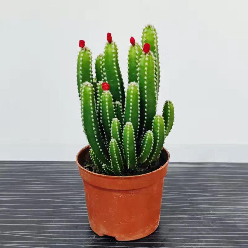 Ten Thousand Layer Mountain Money-Attracting Succulent Cactus Tree for Indoor and Office Decor