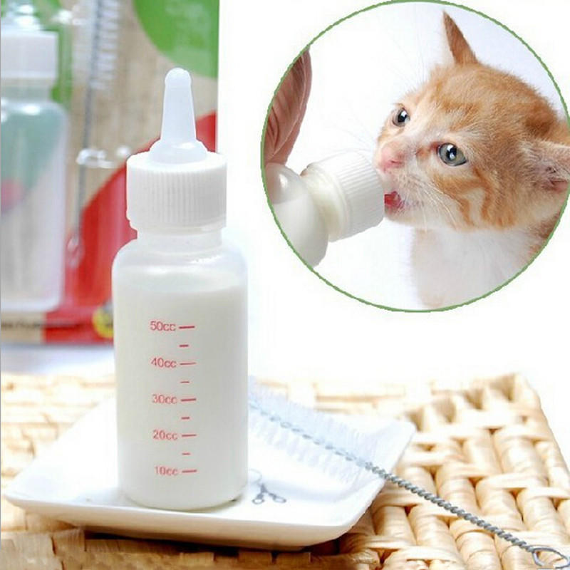 kitten nipple bottle