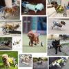 Corgi Mobility Aid: Cross-Border Pet Wheelchair for Disabled or Post-Op Rehabilitation