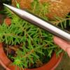 Ferramentas de jardinagem – Cultivadores e ferramentas de escavação
