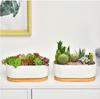 Facecolor Oval Cactus Set of Flower Succulent Ceramic Succulent Mini Ceramic Cactus Planter Small Planter Pots for Mini Plants with Drain Holes and