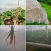Garden Insect Protection Net Vegetables Plant Fruit Care Cover Garden Mesh Planting Protection Anti-Bird Protective Net 60 Mesh