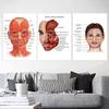 Science Wall Art Muscle System Human Anatomy Diagram Medical Education Supplies HD Oil On Canvas Posters And Prints Home Decor