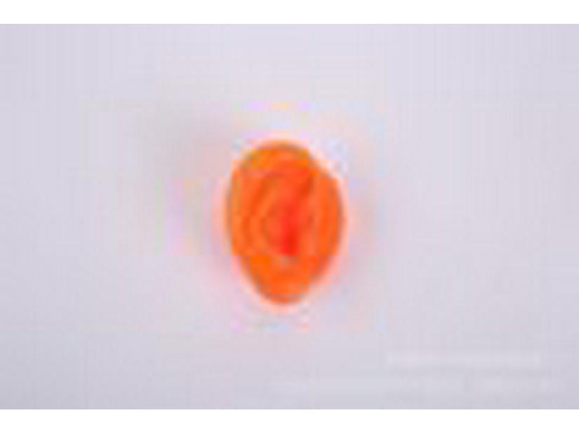 Silicone Ear Model for Training, Display & Ear Studs or Earphones