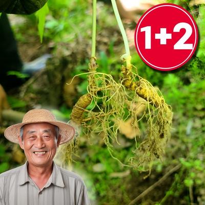 3 kořeny Gangwon-do kafrový ženšen třídy A divoký ženšen