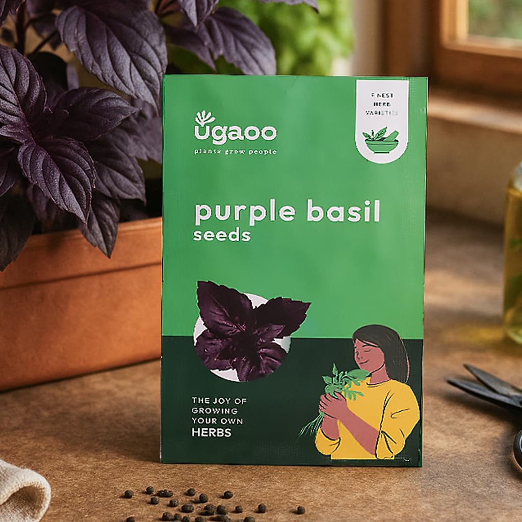 UGAOO Purple Basil Herb Seeds (Purple, Pack of 1000)