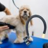 Köpek – Köpek bakım ürünleri