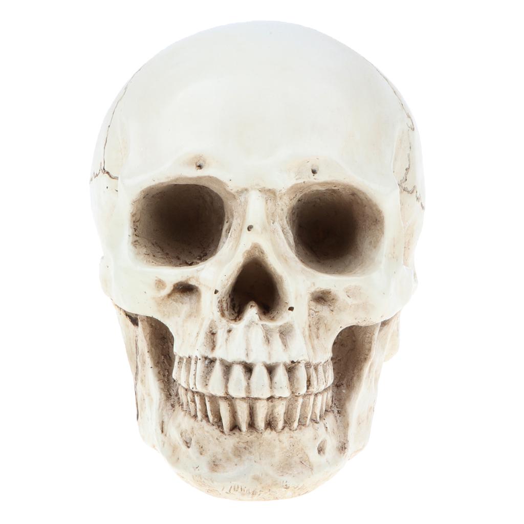 Lifesize Insan Kafa Kafatasi Iskelet Modeli Anatomik Basvurusu Sanatcilar Icin Online Alisveris Sitesi Joom Da Ucuza Alisveris Yapin