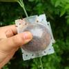 5/20 Plant Rooting Equipment High Pressure Propagation Ball Garden Graft Box Grafting Rooting Growing Breeding For Garden Tools