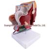 Male Reproductive and Urinary System Teaching Model with Internal and External Genitalia