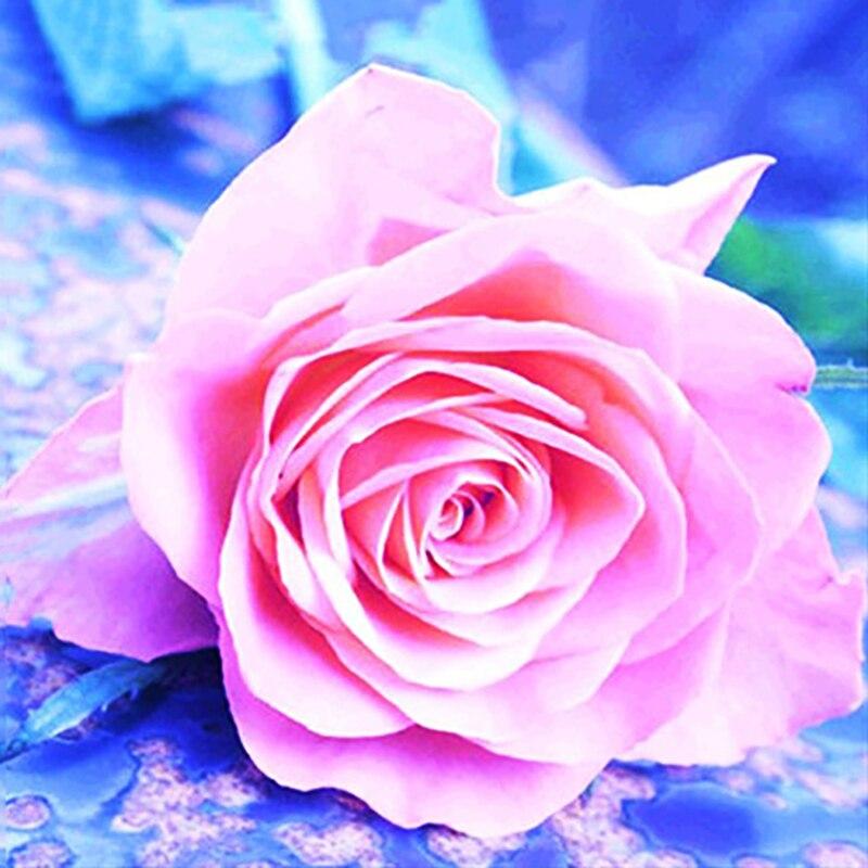 5D DIY Diamond Painting Rose Flower Diamond Embroidery Fresh Flowers Cross Stitch Full Round Drill Manual Home Decor Gift