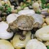 Simulation Small Turtle Resin Craft Micro Landscape Gardening Balcony Flower Pot Decoration Succulents Ornaments Home Decoration