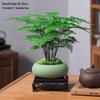 Asparagus Fern Indoor Bonsai: Easy-Care Evergreen for Home or Office Decor.