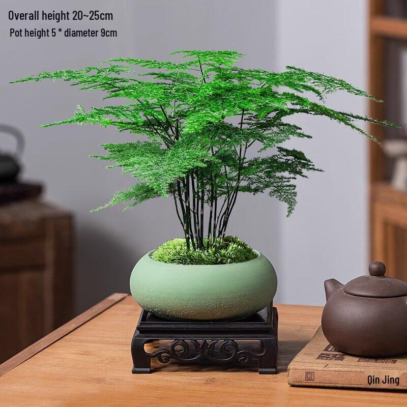 Asparagus Fern Indoor Bonsai: Easy-Care Evergreen for Home or Office Decor.