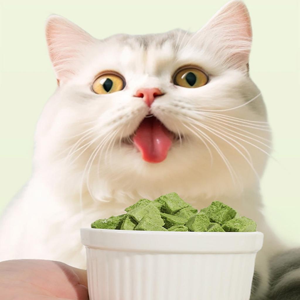 Grass Chew Snack for Cat Natural Grass Catnip Snack Cat Chewing Teething Treats Kitten Teeth Cleaning Snacks Cat Favor