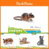 Conjunto Realista de Modelos de Animais da Floresta Incluindo Hamster Caracol Esquilo Voador Rato Suricato Tamanduá Para Crianças Brincadeira Educativa Divertida