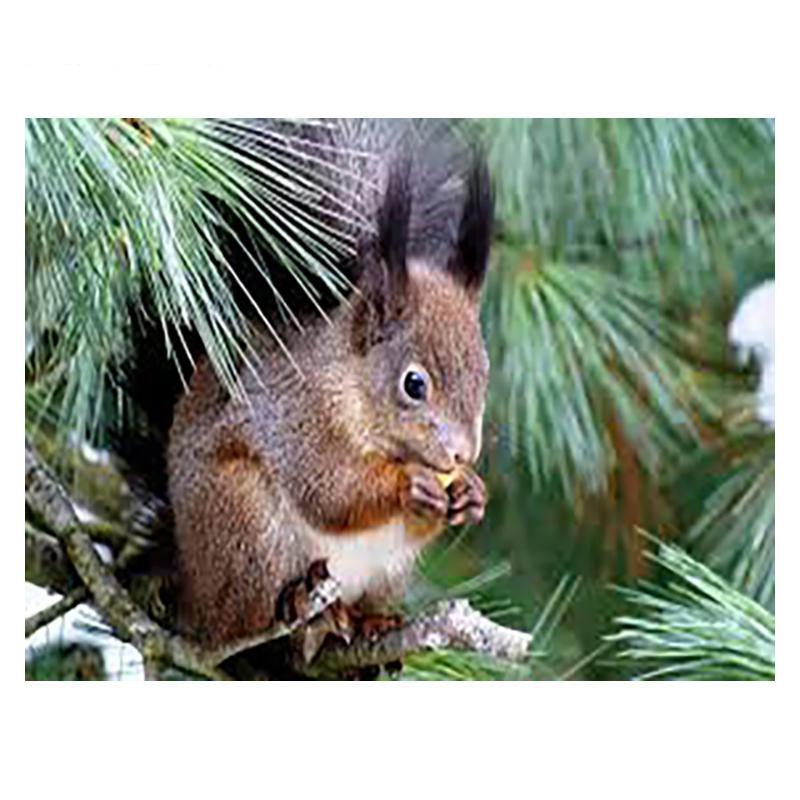 5D DIY Diamant Malerei Holz Eichhörnchen Diamant Mosaik Diamant Stickerei Volle Set Kreuz Stich Kits Home Decor Geschenke
