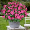 Silk Balsam Artificial Flowers Wedding Home Room Party Table Dccor Wreath Bridal Bouquets Vase Outdoor Garden Yard Prop Diy Gift