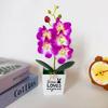 Retro Potted Phalaenopsis Plant Effortless Beauty for Your Living Space