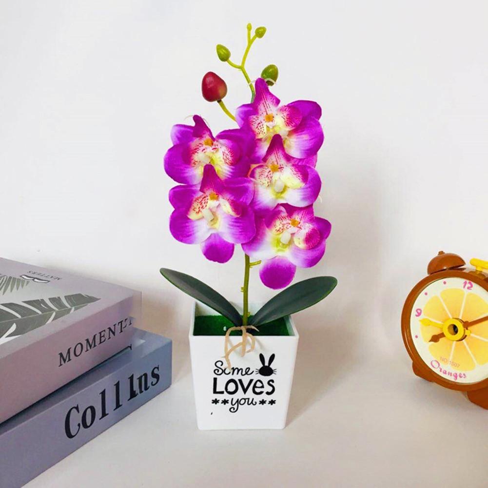 Retro Potted Phalaenopsis Plant Effortless Beauty for Your Living Space