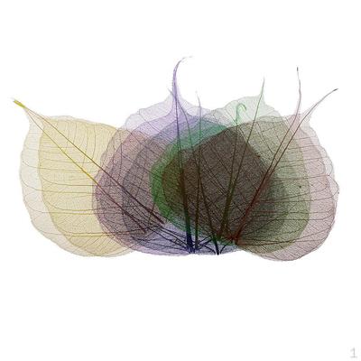 10 stycken Naturlig Linden Skeleton Leaf Leaves Korttillverkningsutsmyckning