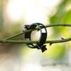 100PCS Plastic Plant Support Clips Reusable Plant Vine Connects Fixing Tool Vegetable Tomato Grafting Protect Garden Supplies