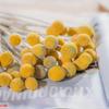 40pcs Dried Craspedia Flowers Dried Billy Button Balls Flowers,dried Flower Bouquet For Arrangement-fast Delivery (best)