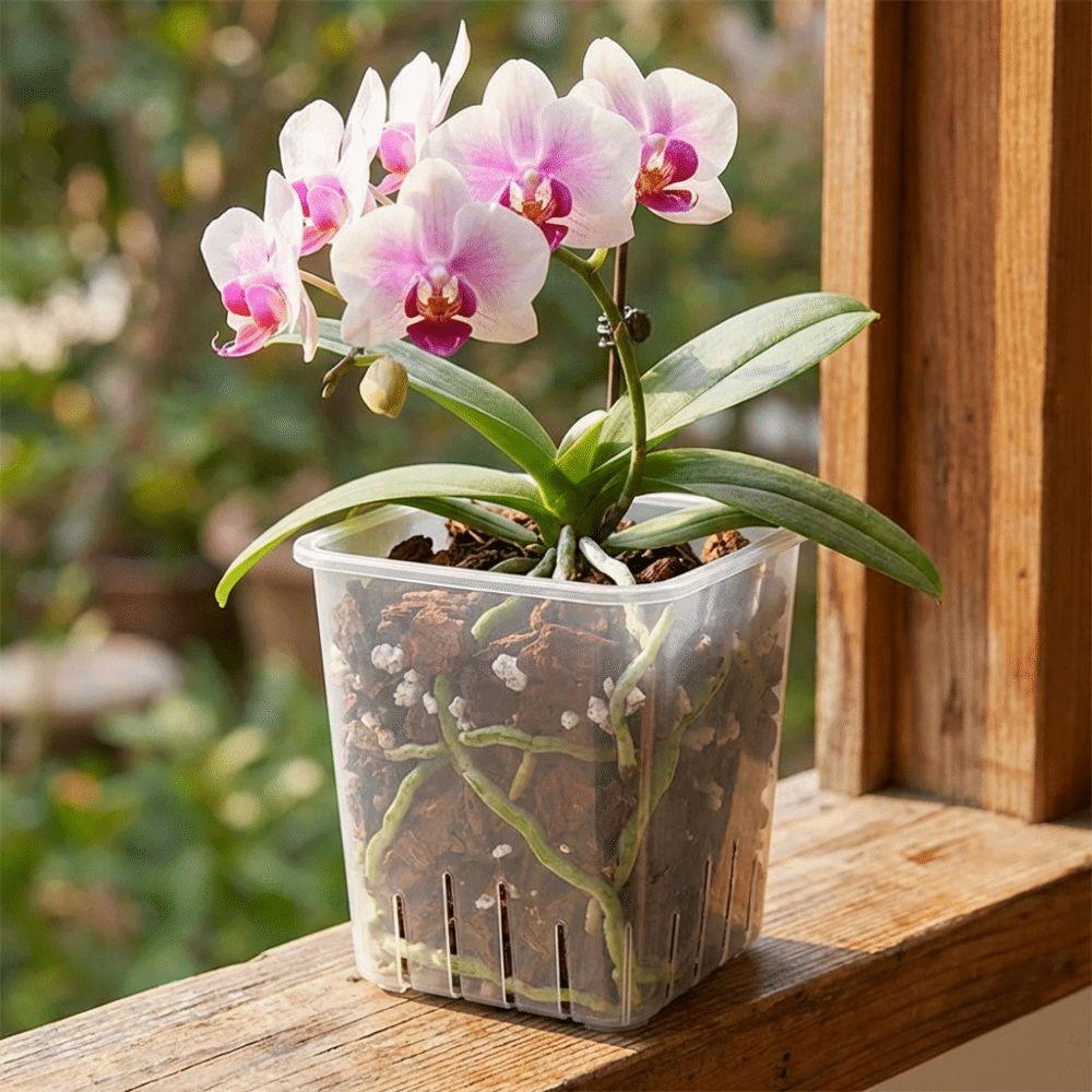 Ventilated Drainage Holes Clear Flower Pots Square Breathable Seedling Cups Indoor Orchid Growing