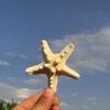 Natural Large Seashell Set for DIY Painting & Crafts - Small Scallop & Conch Shells