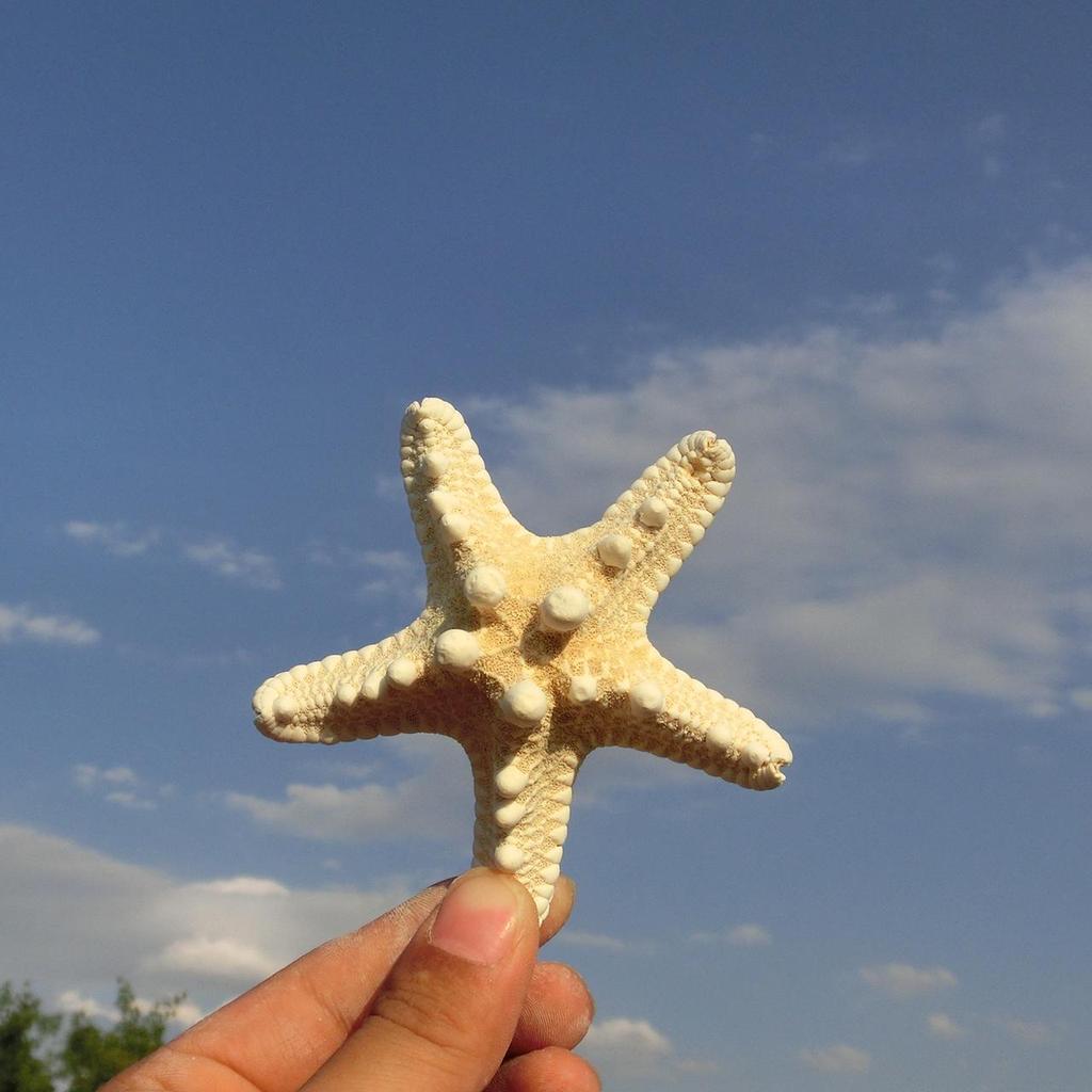 Natural Large Seashell Set for DIY Painting & Crafts - Small Scallop & Conch Shells